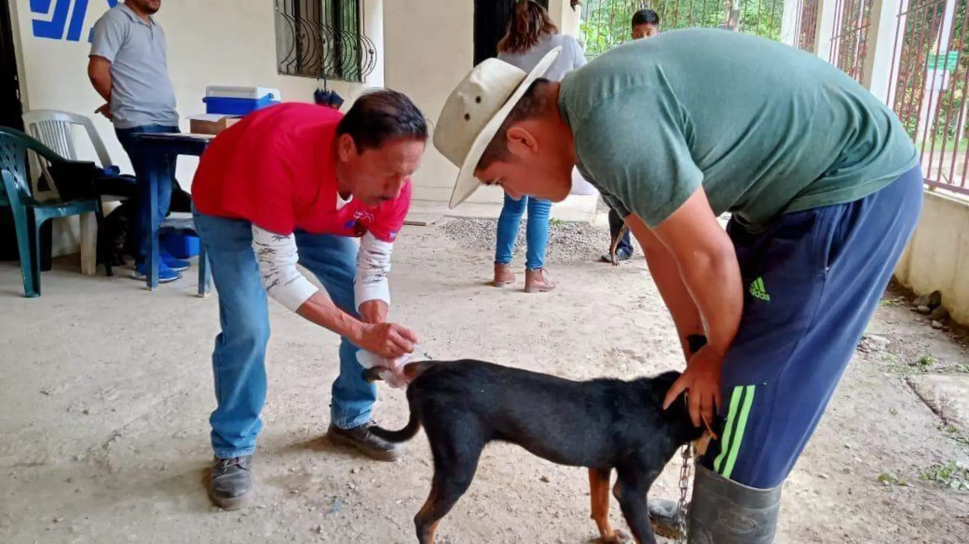 vacunación a los animales (2)